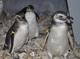 Inaugurado centro de reabilitação de animais marinhos Três pinguins em um abrigados ambiente com identificação nas nadadeiras