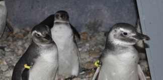 Três pinguins em um abrigados ambiente com identificação nas nadadeiras