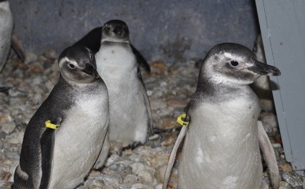 Três pinguins em um abrigados ambiente com identificação nas nadadeiras