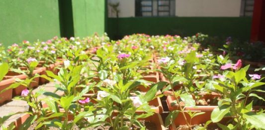 pequenas mudas enfileiradas em vasos
