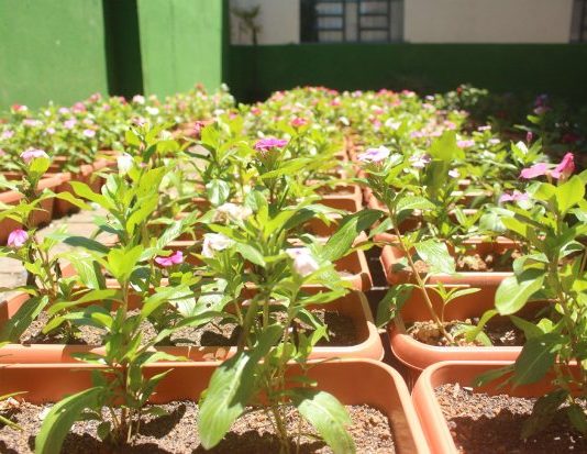 SC cria política de apoio à agricultura urbana pequenas mudas enfileiradas em vasos