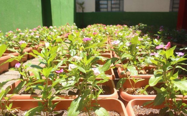 pequenas mudas enfileiradas em vasos