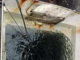 tanque de barco cheio de pequenas sardinhas