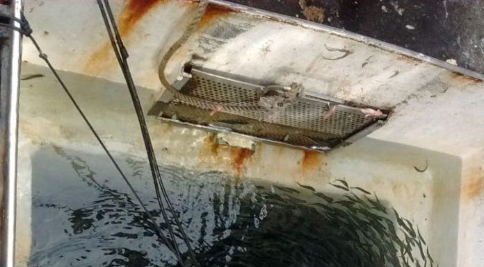 tanque de barco cheio de pequenas sardinhas