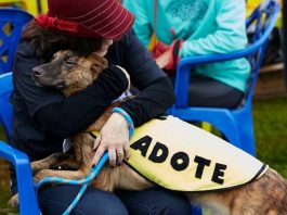 mulher sentada em cadeira abraça cachorro grande em seu colo usando uma roupa onde se lê "adote"