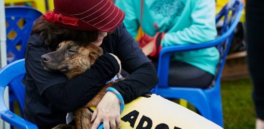 Festa julina terá cãocurso de cachorro mais jeca em Florianópolis mulher sentada em cadeira abraça cachorro grande em seu colo usando uma roupa onde se lê "adote"