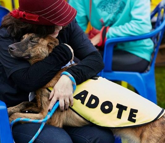 mulher sentada em cadeira abraça cachorro grande em seu colo usando uma roupa onde se lê "adote"