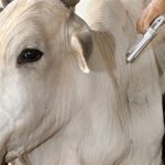 close na cara de um bovino recebendo vacina em seu dorso