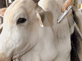 close na cara de um bovino recebendo vacina em seu dorso