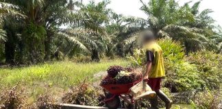 criança com o rosto censurado empurra carrinho de chão chieio de frutas em meio a paisagem rural e de mata