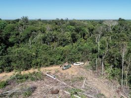 foto aérea de grande área desmatada ao lado de vasta floresta amazônica; duas caminhonetes do ibama estacionadas na grande clareira