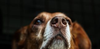 close em rosto de cachorro idoso marrom olhando para cima com fundo preto