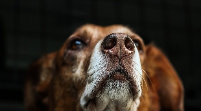 close em rosto de cachorro idoso marrom olhando para cima com fundo preto