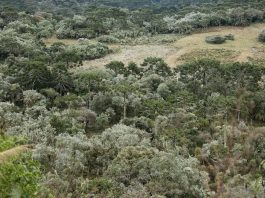 região de mata serrana vista do alto, com pequenas clareiras