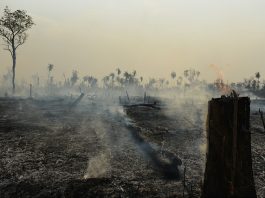 área devastada por incêndio com muita fumaça, cinzas e carvão no chão; algumas palmeiras ao fundo