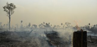 área devastada por incêndio com muita fumaça, cinzas e carvão no chão; algumas palmeiras ao fundo