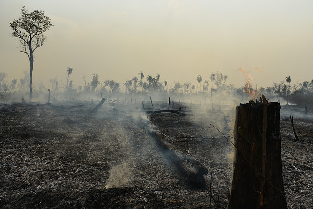 área devastada por incêndio com muita fumaça, cinzas e carvão no chão; algumas palmeiras ao fundo