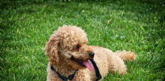 cachorro poodle deitado em gramado com a língua de fora e uma bolinha entre as patas