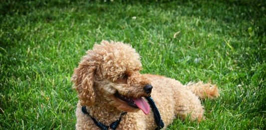 cachorro poodle deitado em gramado com a língua de fora e uma bolinha entre as patas