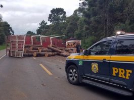 caminhonete da prf estacionada no meio da rodovia em frente a um caminhão carregado de toras tombado