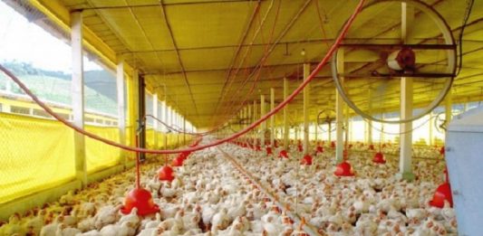 Exportação catarinense fechou 2018 com alta de 5,2% granja com milhares de frangos no chão