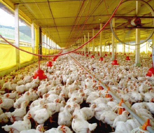 granja com milhares de frangos no chão