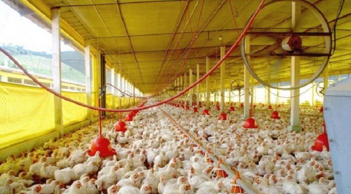 granja com milhares de frangos no chão