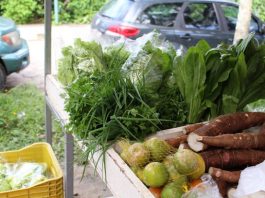 Santa Catarina cria política de incentivo às feiras de orgânicos diversos alimentos, entre verduras e legumes, expostos em caixas em barraca de feira