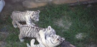 tres filhotes de tigre branco brincando na grama