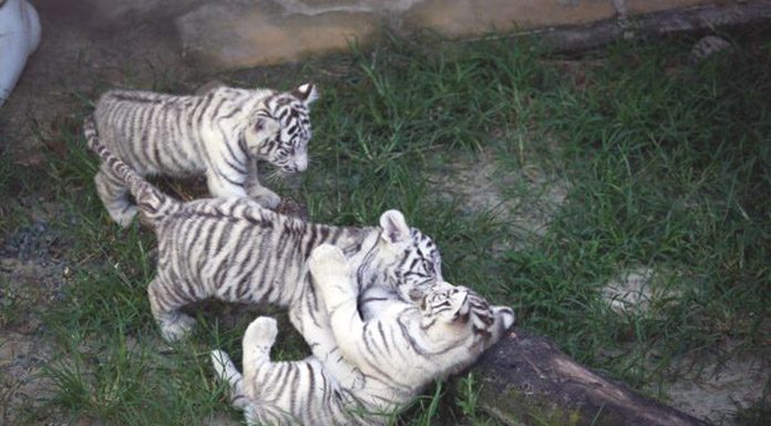 tres filhotes de tigre branco brincando na grama