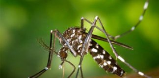 imagem em close do mosquito aedes aegypti, que tem manchas brancas listradas