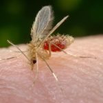 Transmissão da febre amarela ocorre por mosquitos infectados - Foto: Divulgação