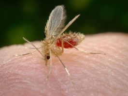 Transmissão da febre amarela ocorre por mosquitos infectados - Foto: Divulgação