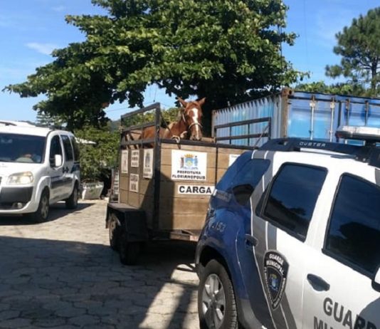 Um dos animais faleceu e outro será colocado novamente para adoção - Foto: Divulgação/CSC