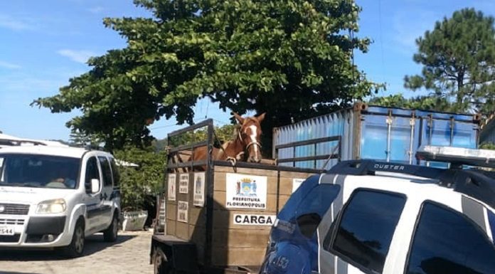 Um dos animais faleceu e outro será colocado novamente para adoção - Foto: Divulgação/CSC