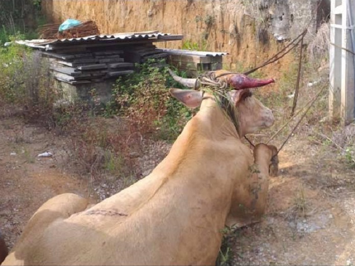 Um animal maltratado foi recapturado pela PM no sábado após buscas na mata e hostilidade dos moradores - Foto: PMSC/Divulgação