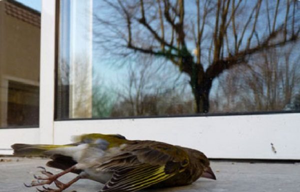 Muitos pássaros morrem devido a colisões com estruturas de vidro - Foto: Divulgação
