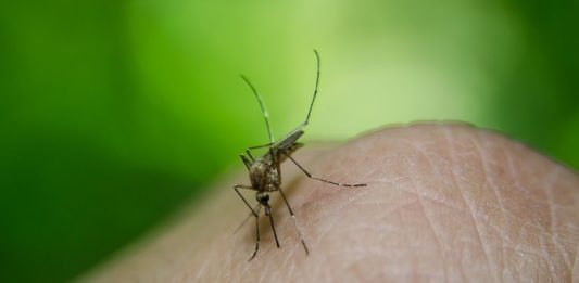 close em mosquito no dedo de um homem