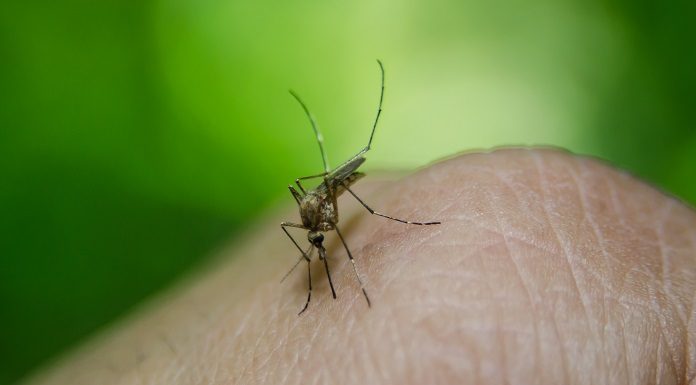 close em mosquito no dedo de um homem