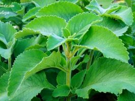 Jardim Botânico promove curso sobre a diversidade dos boldos Boldo-do-Chile (Peumus boldus) é um dos mais populares para fazer chá - Foto: Divulgação