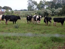 Vacinação inclui todos os bovinos, suínos e equinos em áreas rurais de Tijucas, Canelinha, Biguaçu, São João Batista e Governador Celso Ramos - Foto: Cristiano Estrela/Secom SC