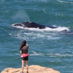 começa em 1 de julho temporada de baleias francas em santa catarina