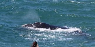 começa em 1 de julho temporada de baleias francas em santa catarina