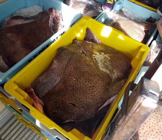 Carne de arraias ameaçadas de extinção é apreendida na BR 101 apreensão de carne de arraias na br 101 em joinville - foto prf