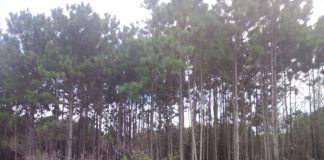 retirada de pinus parque estadual da serra do tabuleiro