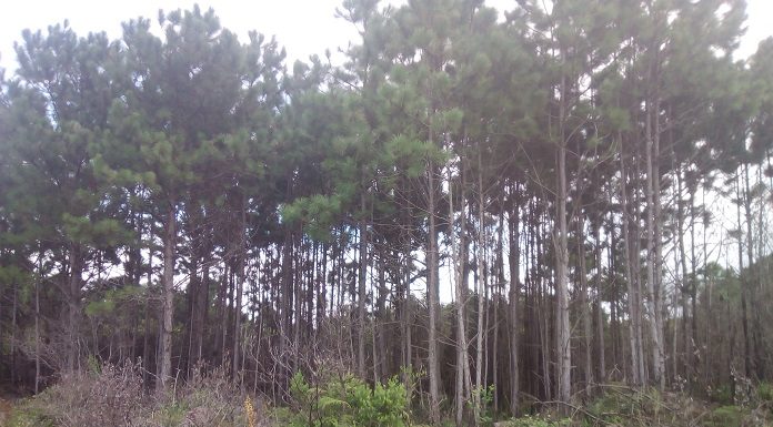 retirada de pinus parque estadual da serra do tabuleiro