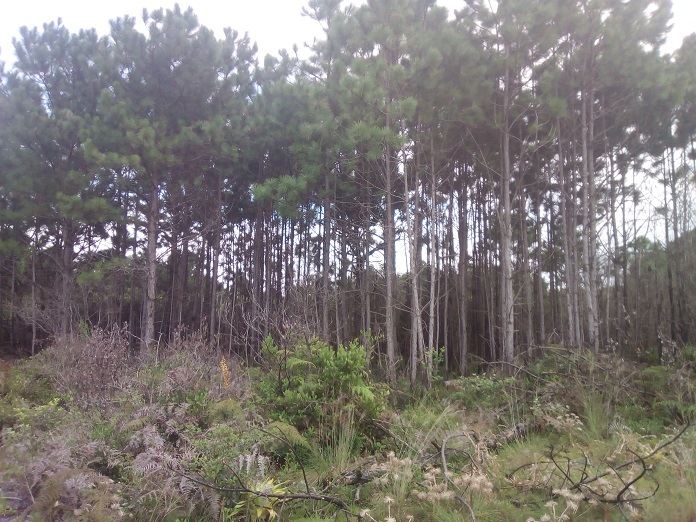 retirada de pinus parque estadual da serra do tabuleiro