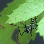 mosquito febre amarela morte de macaco - foto fiocruz
