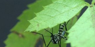 mosquito febre amarela morte de macaco - foto fiocruz