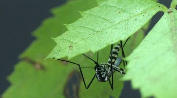 mosquito febre amarela morte de macaco - foto fiocruz